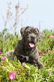 CANE CORSO 203